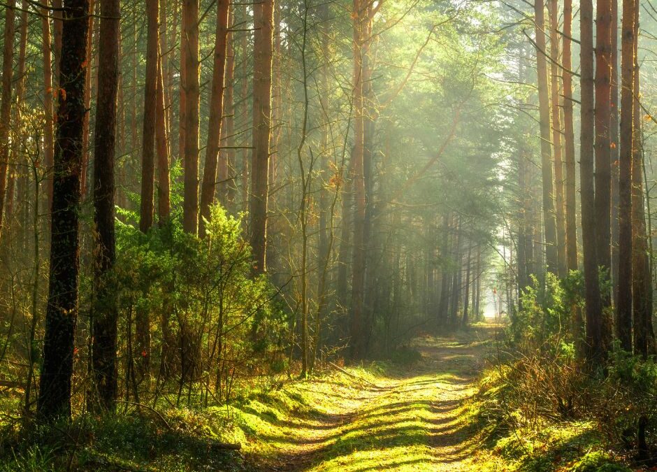 Waldkraftbaden
